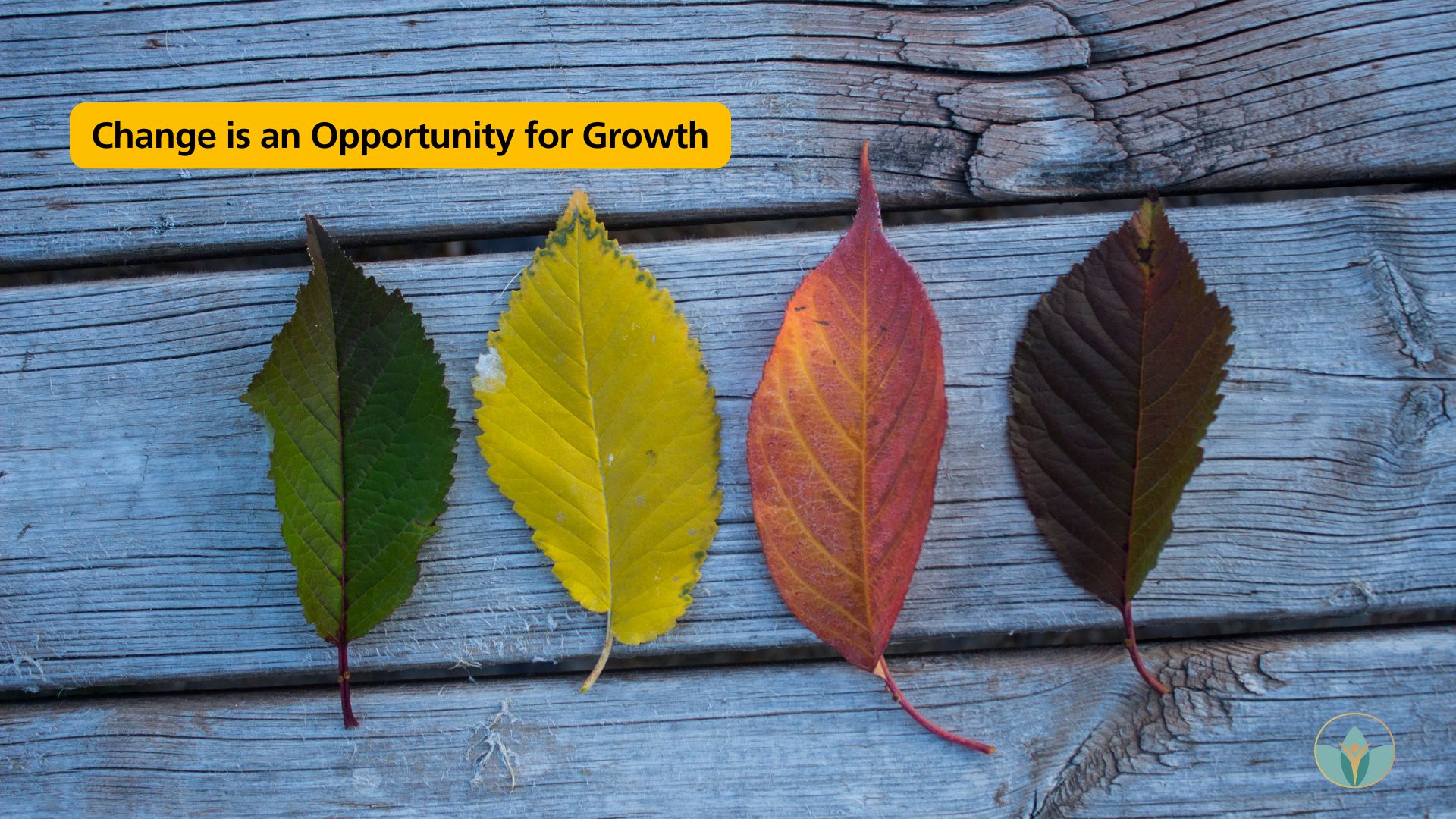 change, opportunity, growth, business growth, wellness business, transition, seasons